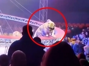 Россиядаги циркда йўлбарс томошабинлар томон сакради (видео)