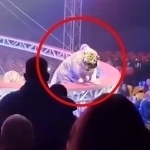 Rossiyadagi sirkda yo‘lbars tomoshabinlar tomon sakradi (video)