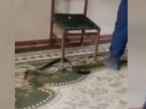Snakes entered homes in Jizzakh, rescuers called in (video)