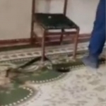 Snakes entered homes in Jizzakh, rescuers called in (video)
