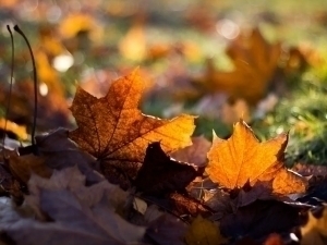 What weather awaits Uzbeks tomorrow?