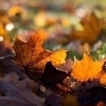 What weather awaits Uzbeks tomorrow?