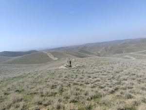 Navoiydagi oltin koni salkam 70 mlrd so‘mga sotildi