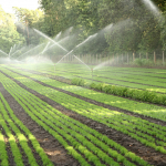 Pitomnik va plantatsiya tashkil qilish tartibi belgilandi