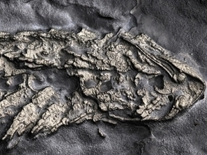 АҚШда 450 млн йиллик ҳайвоннинг “олтин” қолдиғи топилди