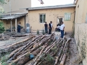 31 rare trees were cut down in Samarkand
