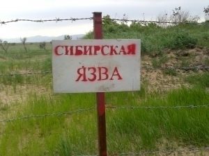 Ўзбекистоннинг яқин қўшнисида куйдирги аниқланди