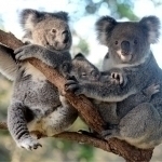 Avstraliyada koalalar yo‘q qilinmoqda
