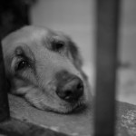 Mass killing of dogs was ordered in Tashkent region