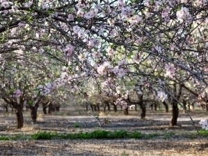 Dam olish kunlari qanday ob-havo bo‘lishi aytildi