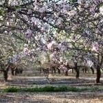 Dam olish kunlari qanday ob-havo bo‘lishi aytildi