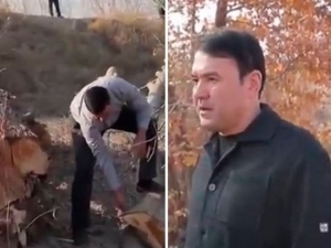 “Экологик хулоса талаб этилмайди”. Самарқандда нега дарахтлар кесиб ташлангани айтилди 