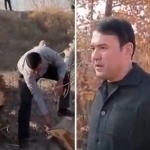 “Ekologik xulosa talab etilmaydi”. Samarqandda nega daraxtlar kesib tashlangani aytildi 