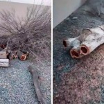 Xorazmda masjid yonidagi daraxtlarni kesgan shaxsga chora ko‘rildi (video)