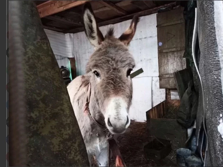 Мать 7-летнего Данила, до смерти избитого отчимом, не пришла на похороны сына