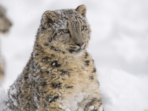 Тожикистонда қор қоплонини овлаганларга жазо кучайтирилди 