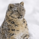 Tojikistonda qor qoplonini ovlaganlarga jazo kuchaytirildi 