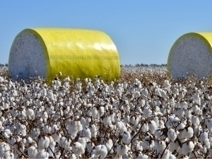 Ўзбекистон АҚШдан пахта сотиб олмоқчи. Нега?