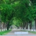 Ministry of Ecology responds to Murod Nazarov’s proposal to lift tree felling restrictions