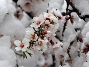 Ertaga qanday ob-havo bo‘lishi aytildi