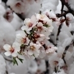 Ertaga qanday ob-havo bo‘lishi aytildi