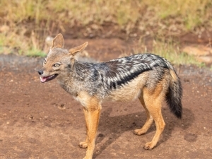 Qozog‘istonda shoqol odamlarga hujum qildi (video) 