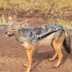 Qozog‘istonda shoqol odamlarga hujum qildi (video) 