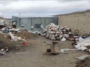 Навоийда ноқонуний олтин қазиб олган шахс ушланди (видео)