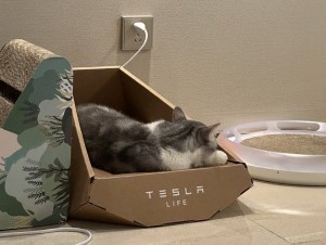 Tesla mushuklar Cybertruck’ining savdosini yo‘lga qo‘ydi