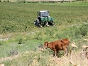 Ўзбекистон қишлоқ хўжалиги фанлари академияси ташкил этилади