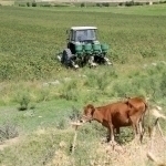 O‘zbekiston qishloq xo‘jaligi fanlari akademiyasi tashkil etiladi