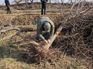 Fines for deliberately drying trees are increased in Uzbekistan