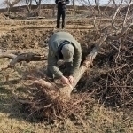 Fines for deliberately drying trees are increased in Uzbekistan