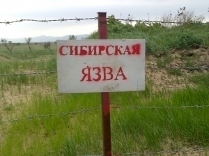 Қозоғистонда куйдирги тарқалди. Икки қишлоқ карантинга олинди
