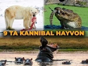 Ҳайвонларда каннибализм: уларни ўз турдошини ейишга нима мажбур қилади?