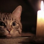 Energetika vazirligi elektr energiyasidagi uzilishlarni “anomal issiq” bilan bog‘ladi