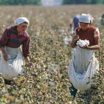 Hali erta – “Cotton Campaign“ o‘zbek paxtasiga nisbatan xalqaro boykotni olib tashlashni rad etdi