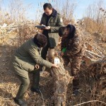 Хоразмда дарахт кесган фермерга озодликни чеклаш жазоси тайинланди