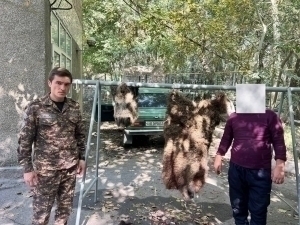 Wild boar was shot and killed illegally in Tashkent