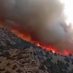 Surxondaryodagi qo‘riqxona deyarli 9 soat olov ichida qoldi (video)
