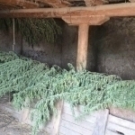 Samarqandda uyida 25,5 kg “marixuana” saqlagan shaxs ushlandi