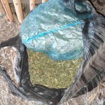 Фарғонада уйидаги товуқ катакда марихуана сақлаган шахс ушланди