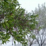 Совуқда фермерларга ёрдам берадиган тезкор гуруҳлар тузилди