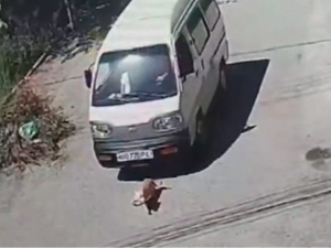 Woman was fined for running over a dog in Samarkand