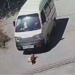 Woman was fined for running over a dog in Samarkand