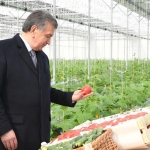Prezident – issiqxonada!