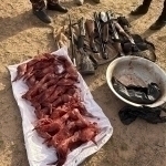 Сурхондарёда 13 бош ёввойи қуённи овлаганлар ушланди