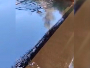 Andijondagi kanalga neft oqib ketdi (video)