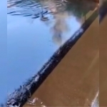 Black oil spotted in Andijan canal: Investigation launched (video)