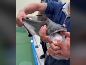 Yerto‘lada akula emas, “Akulasimon som” boqilgani ma’lum bo‘ldi (video)